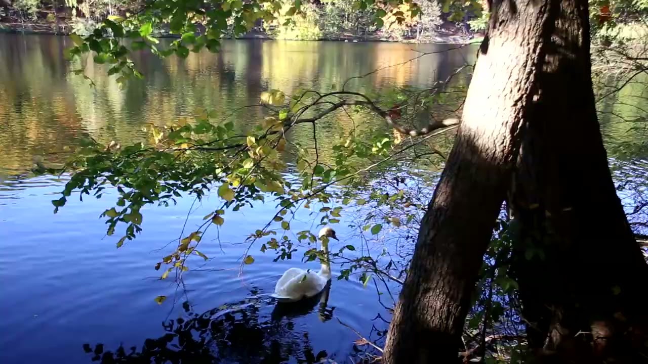 Осенняя мелодия