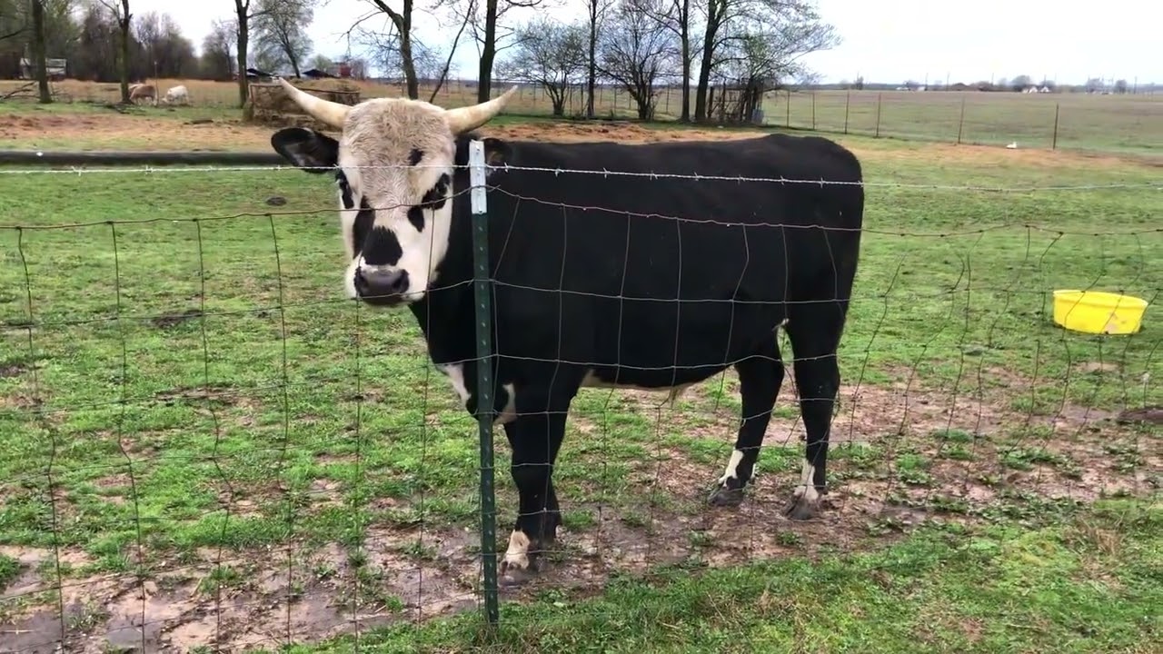 How much does t-bone weigh??
