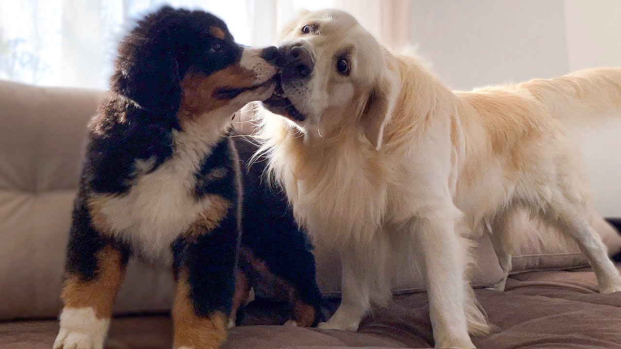 Bernese Mountain Dog Puppy Plays with Golden Retriever
