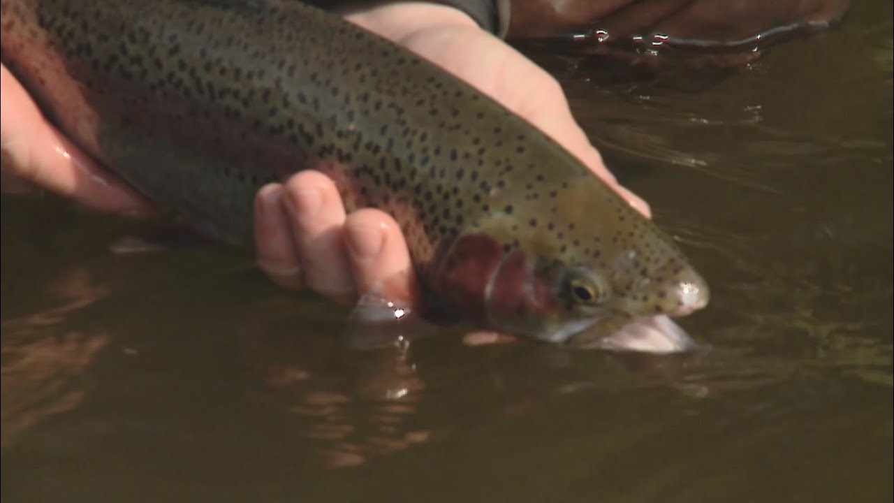 Jezerní muškaření - stillwater fly fishing