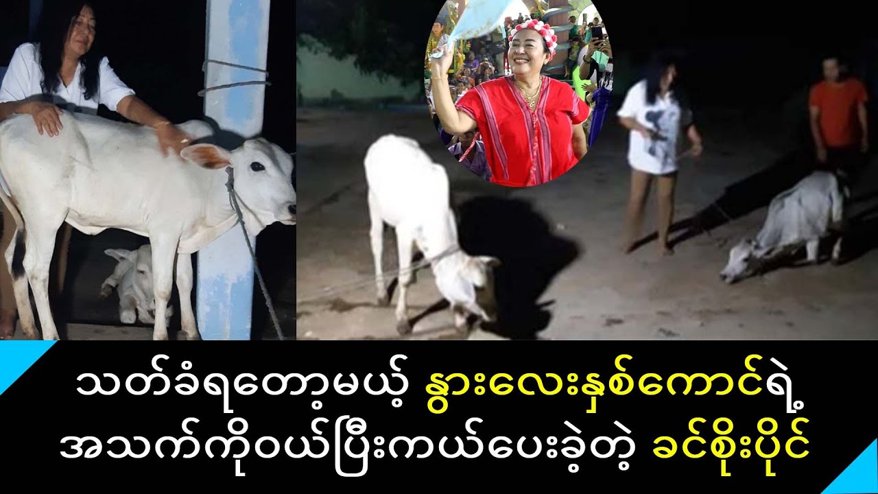 ကားရိုက်သွားရင်း ပျော်ဘွယ်မှာ သတ်ခံရဆဲနွားပေါက်လေးနှစ်ကောင်ကိုဝယ်ပြီး အသက်ကယ်တဲ့ အကယ်ဒမီခင်စိုးပိုင်