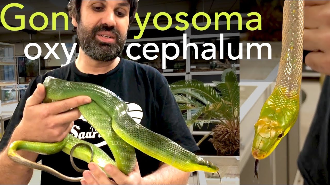 Magnifiques couleuvres asiatiques - Gonyosoma oxycephalum