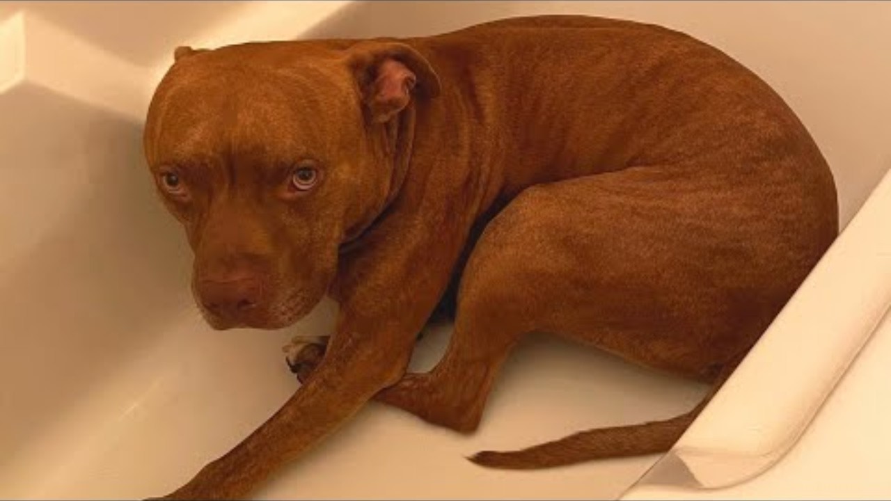 Woman's adopted dog turns out to be not too bright  But he delivers on laughs