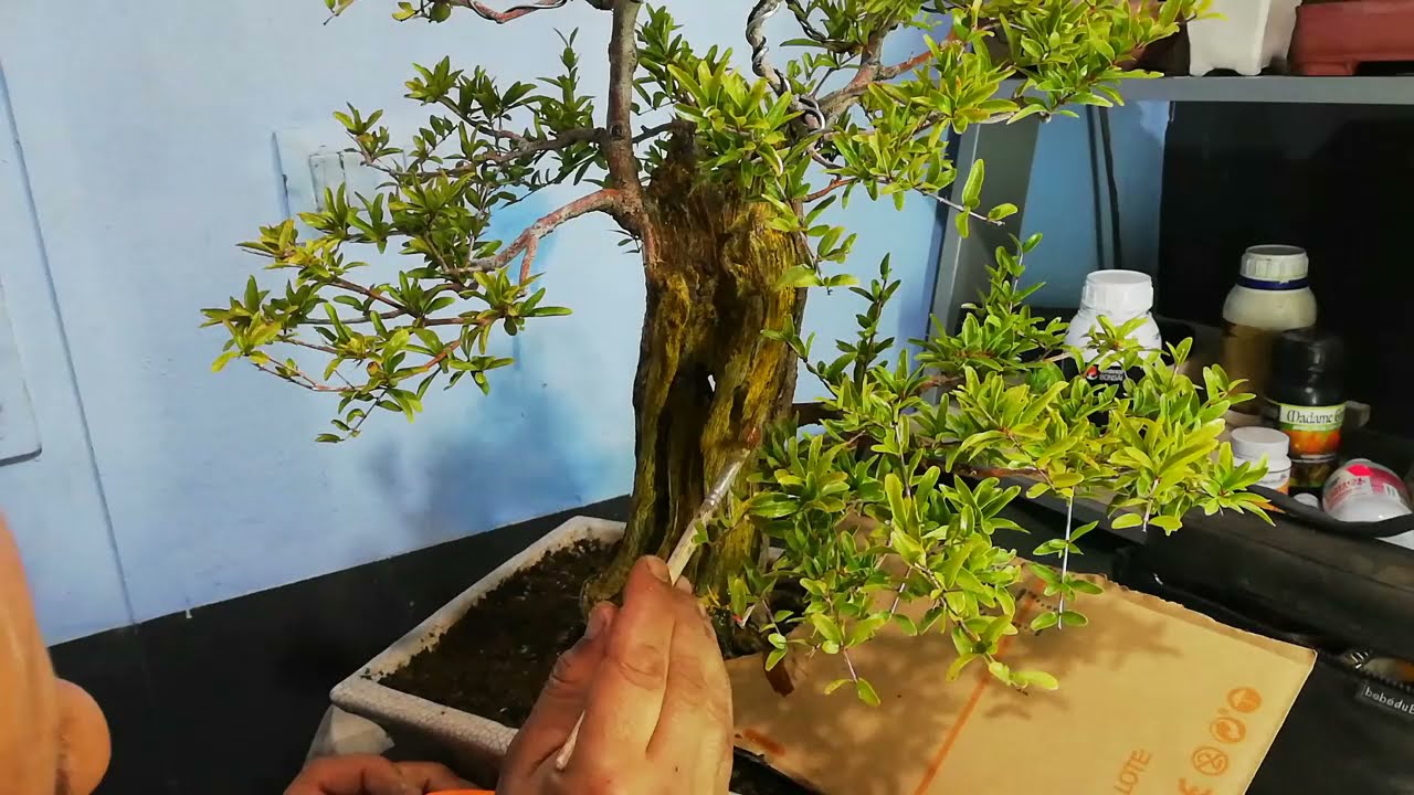 Tratamiento de la madera muerta en este granado variedad nana.