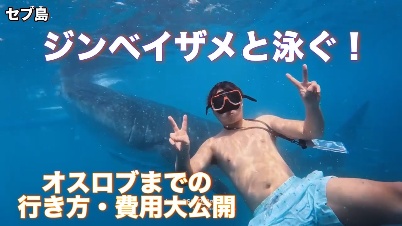 【フィリピン旅行🇵🇭】セブ島往復３万円？！自力でオスロブまで行ってジンベイザメと泳ぐ方法！激安航空で行く情熱東南アジア滞在日記（2日目)
