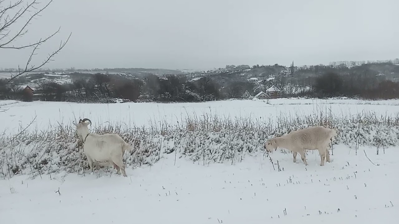 Снігова пустеля