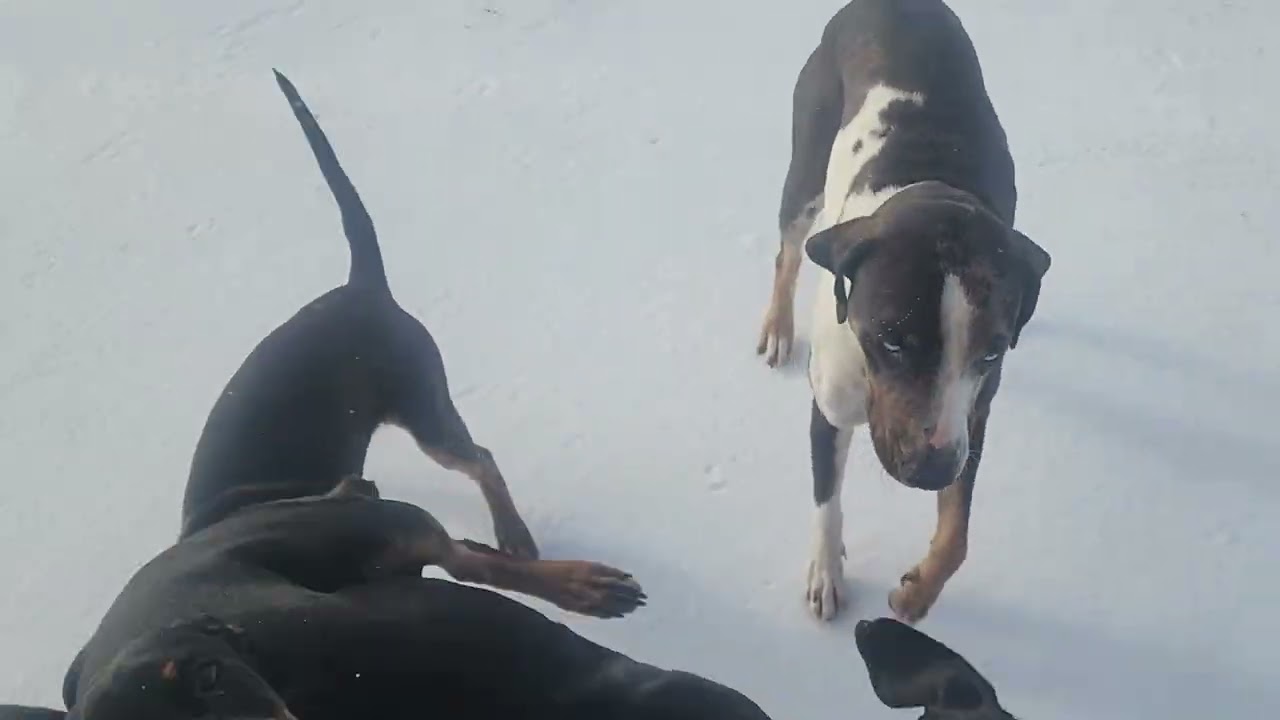 1.25.2026 Puppies in the snow!  #Hurfamilyfarm #Hurcompany.com  #catahoula 
