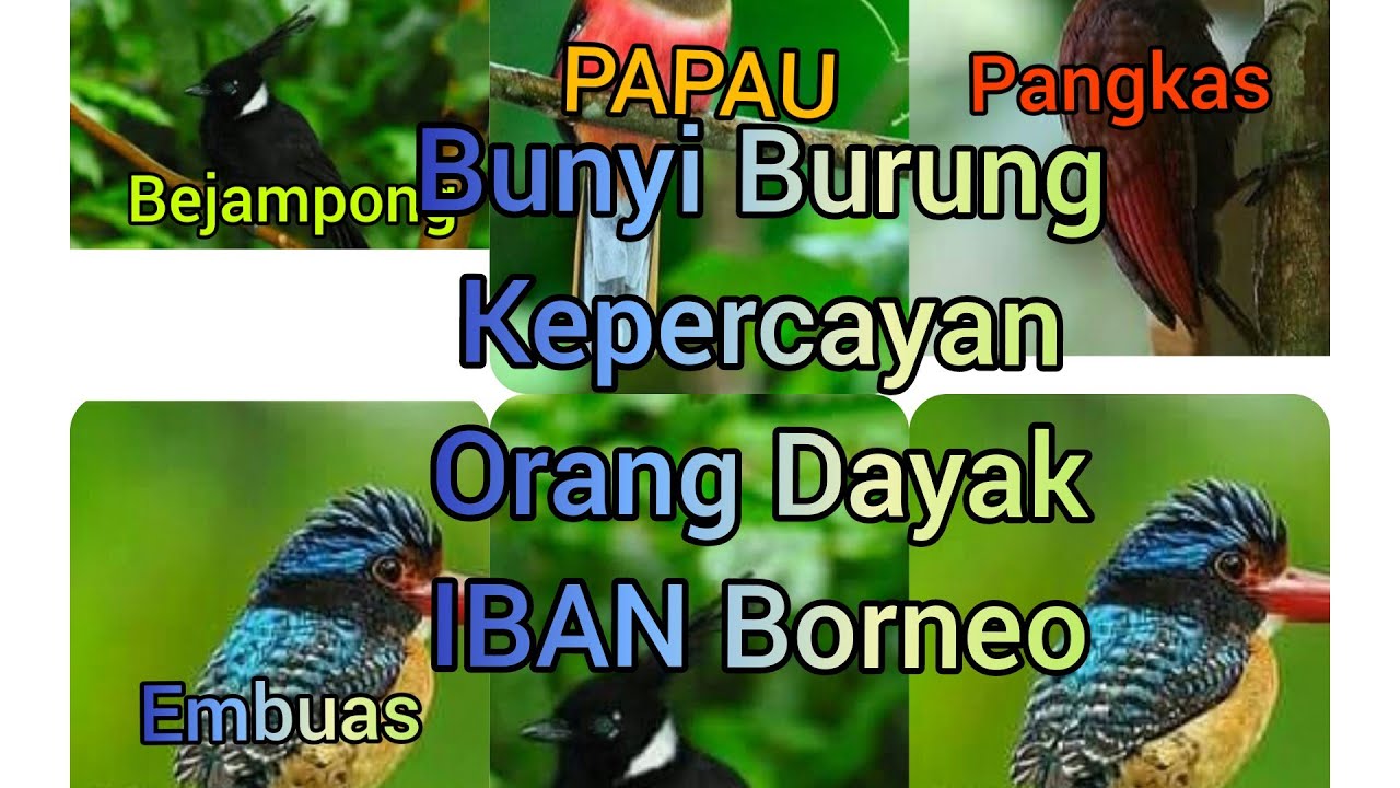 Burung Kepercayan Dayak Iban Borneo