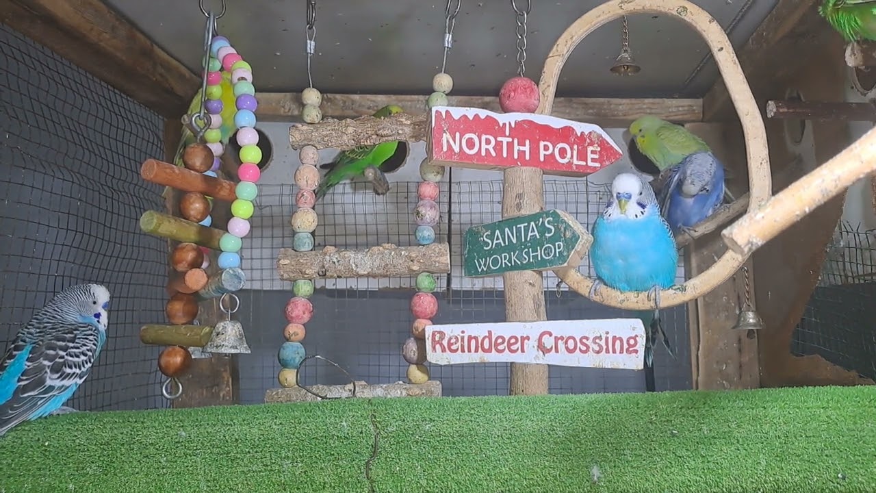 “My parrot out here flexing on everyone 🦜💅”