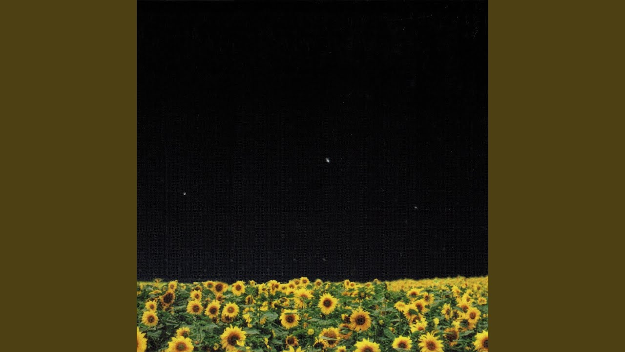 sunflowers bloom in dark