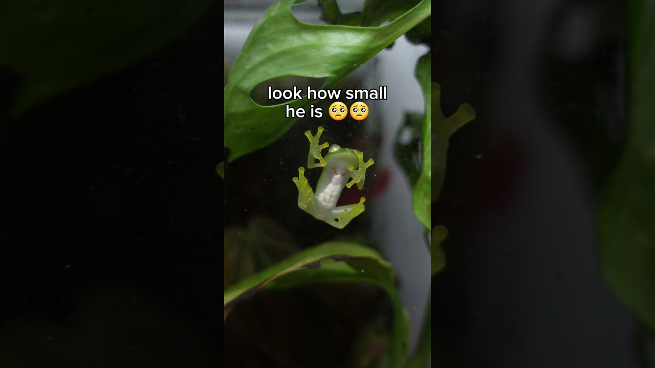 this glass frog is the cutest pet ever
