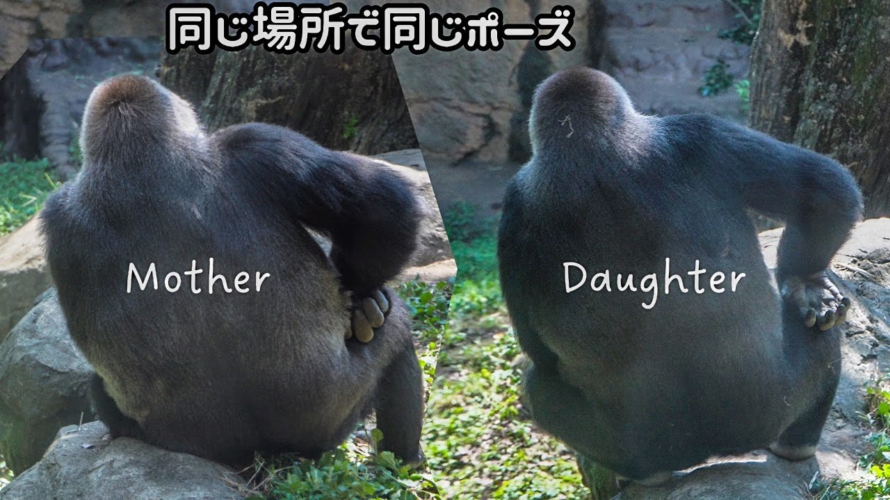 Mom gorilla searches for her naughty son｜Momoko&Komomo, like daughter like mother