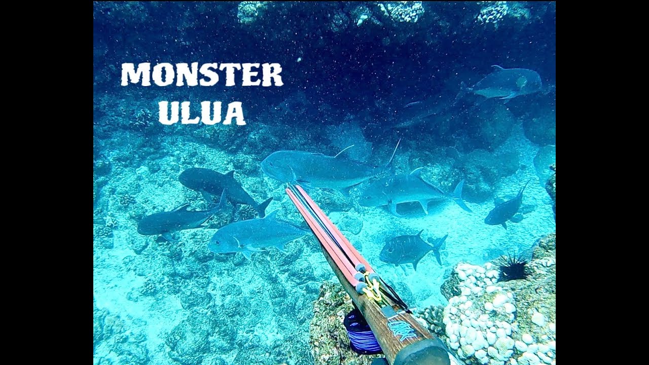 Spearfishing a 100lb ulula?! In HAWAII!!