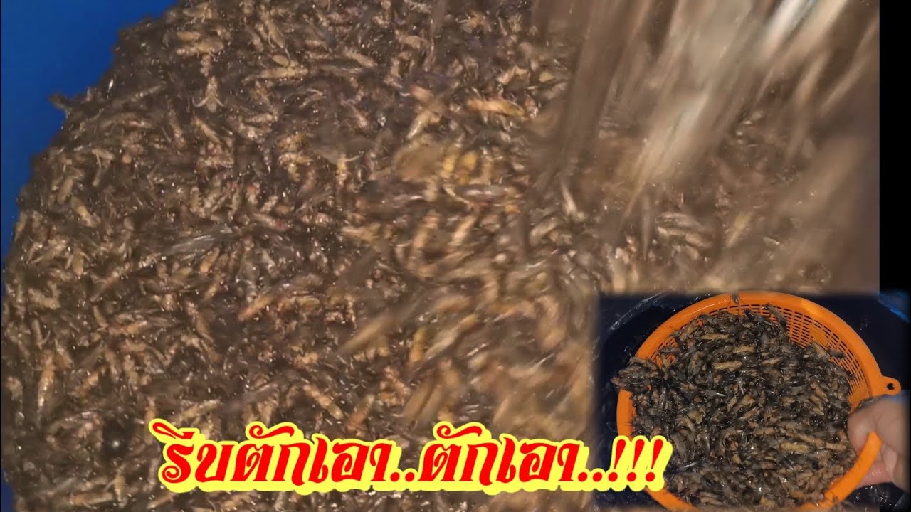 ฝูงแมงจีซอนจำนวนมหาศาล​ [KieTheSky​]​ การล่อแมงจีซอน​ ตักเอาๆ
