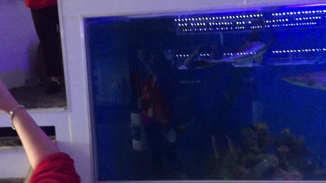 Feeding a massive Mangrove Jack