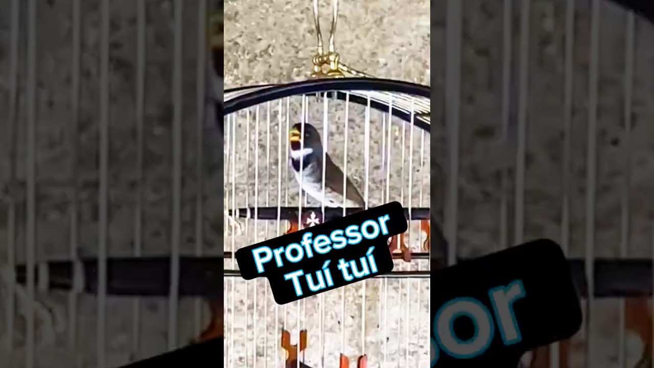 Papa capim Tui Tui puro canto tui tui  #coleirotuitui #coleirotuituipuro #coleiratuitui