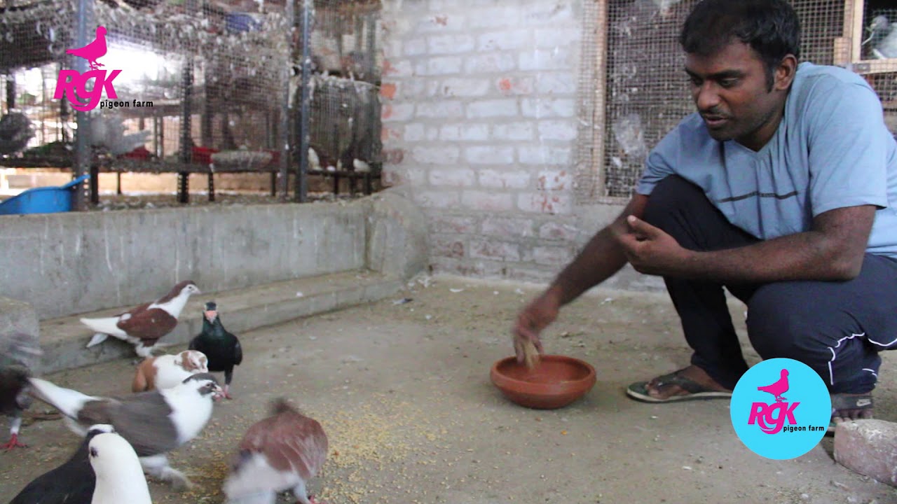 HOW TO USE ORDINARY PIGEONS IN FANCY PIGEON FARMING
