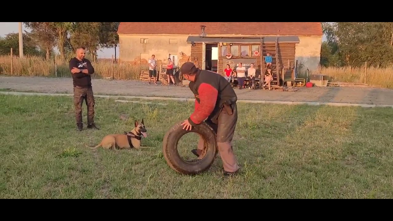 Owczarek belgijski Malinois Luna, trening obrony przewodnika lipca 2022