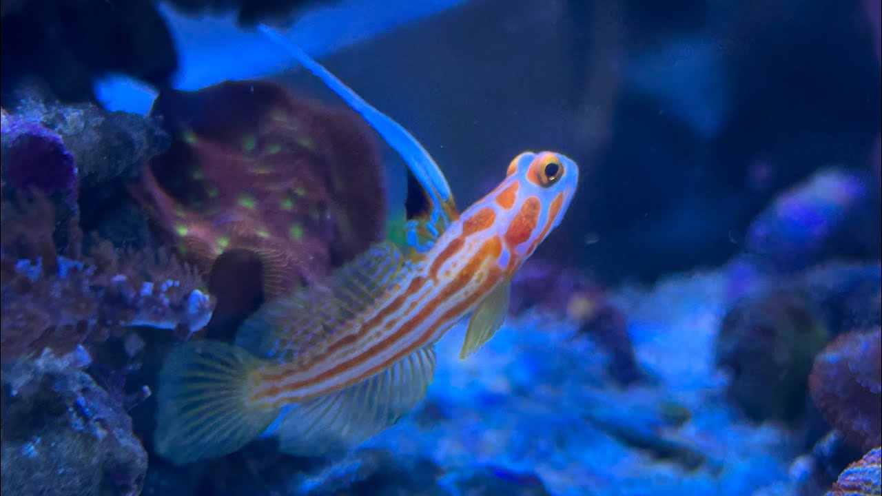 Yasha Goby and Randall’s Pistol Shrimp