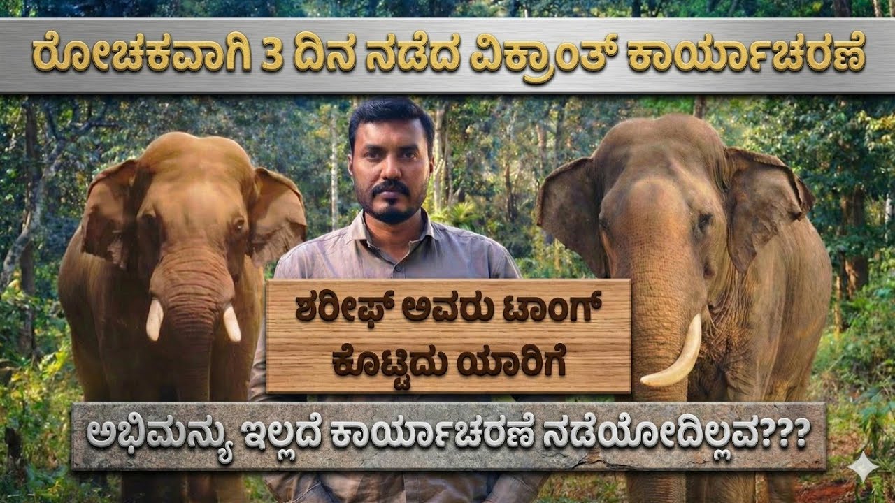 ವೈಲ್ಡ್ ಭೀಮನಿಗೆ ಕೌಂಟರ್ ಕೊಡೋ ಆನೆಗಳೇ ಇಲ್ವಾ...? ಪ್ರಶಾಂತ, ಸುಗ್ರೀವ ಏಕಲವ್ಯ ಭವಿಷ್ಯದ ಸ್ಟಾರ್ ಕುಮ್ಕಿಆನೆಗಳು 