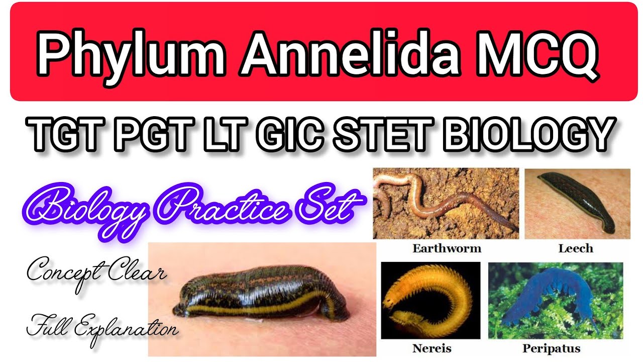 Phylum Annelida TGT PGT Biology Practice Set, Phylum Annelida Mcqs questions, TGT PGT Biology class