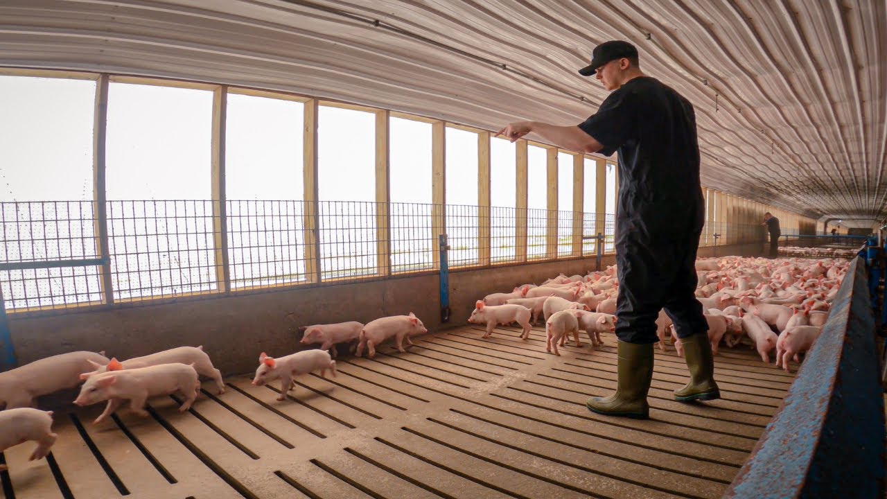 Baby Pigs & Pouring Concrete