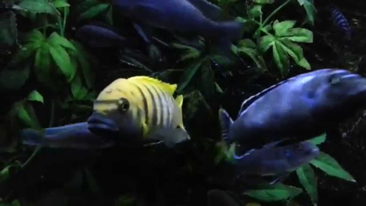 Dom and sub dom male kawanga's