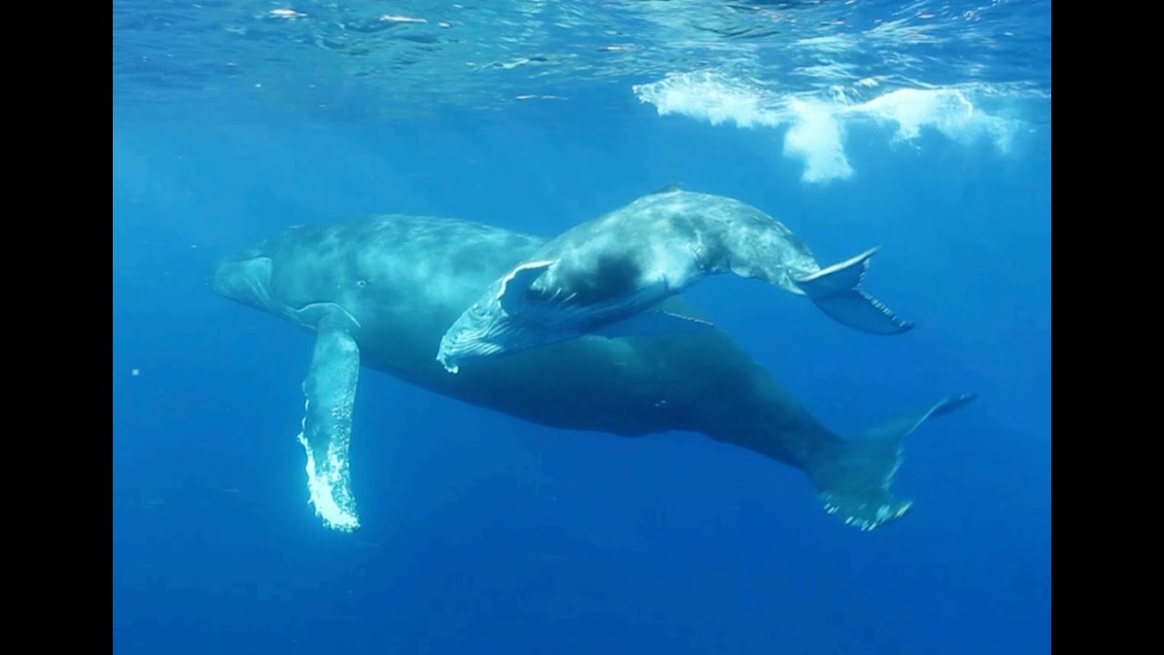 Baleine de Coeur