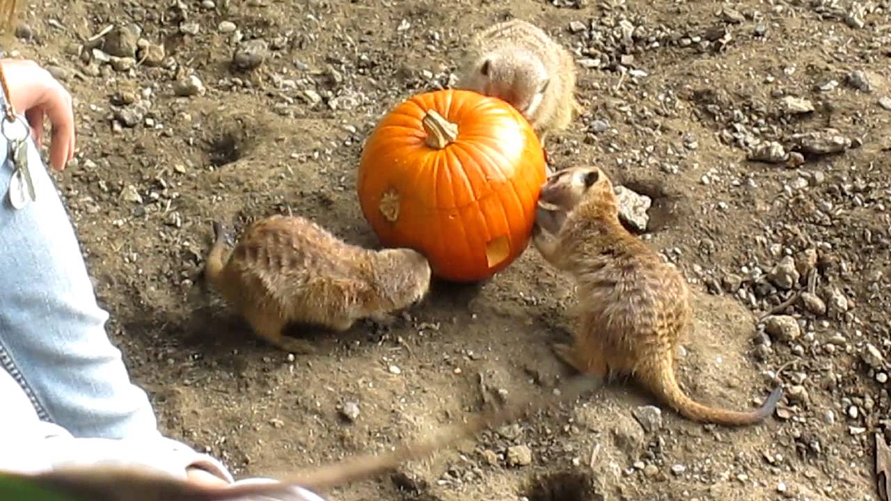 Meerkats with their Pumpkin of Bugs