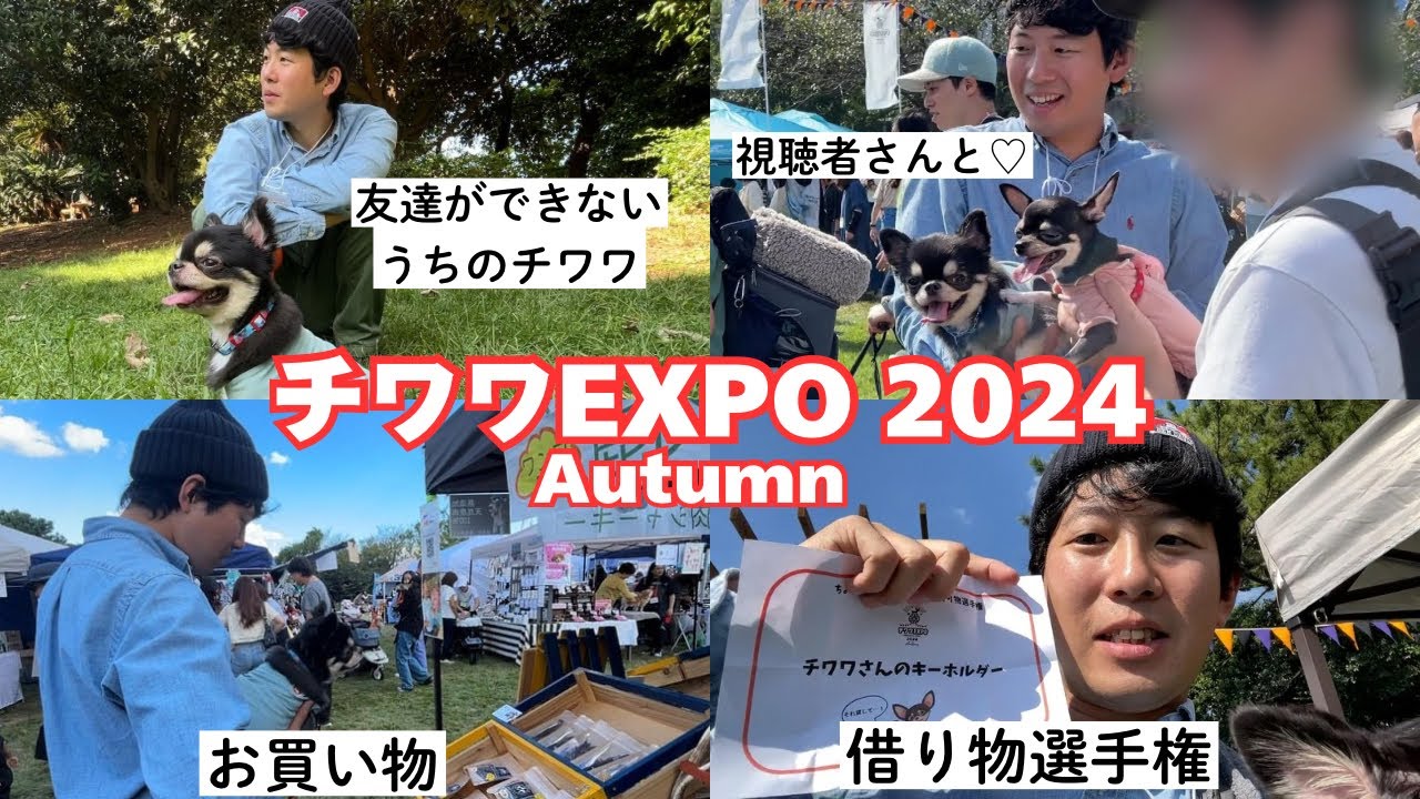 【激かわ】チワワが1200頭集まるイベントに行ったら幸せすぎた