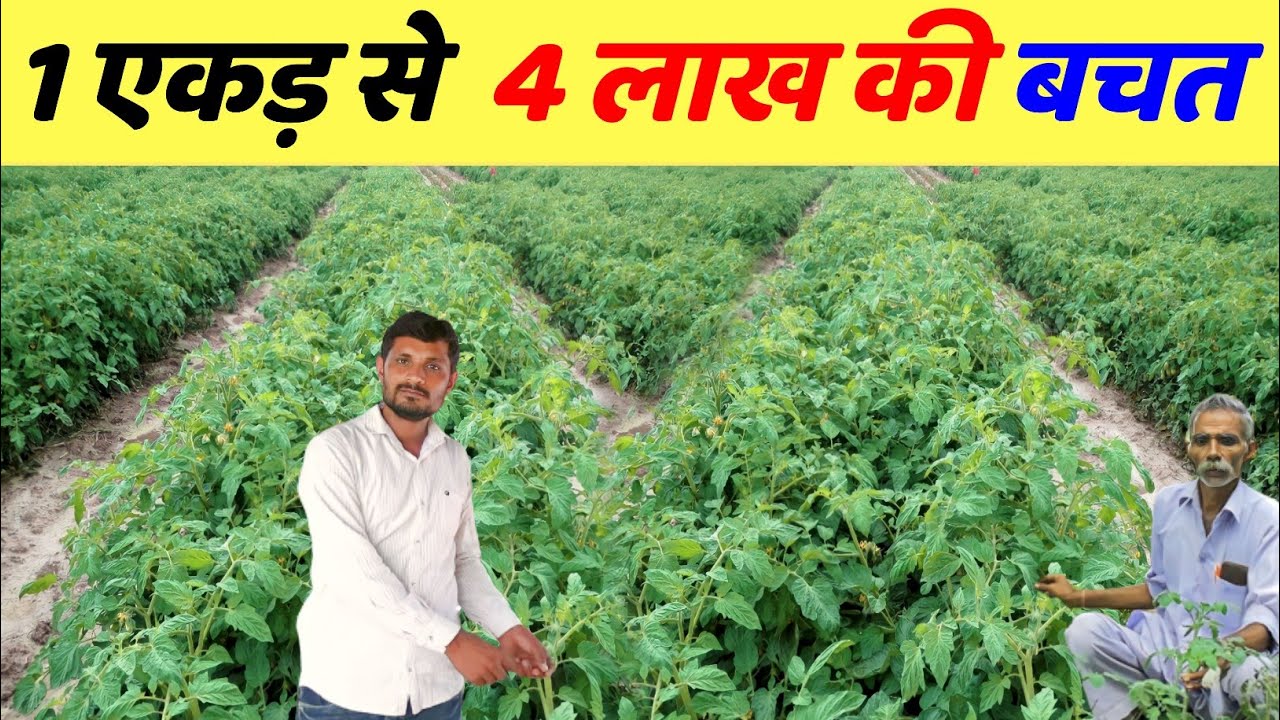 टमाटर की खेती कैसे करें | tamatar ki kheti kab aur kaise karen | tamatar ki kheti ki jankari
