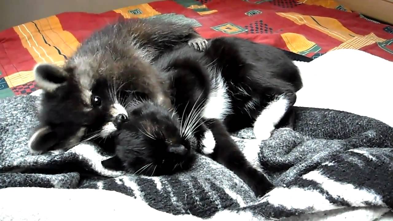 Waschbär im Bett mit 2 Katzen , Morgentliches Ritual , Racoon , Balou von GP35i
