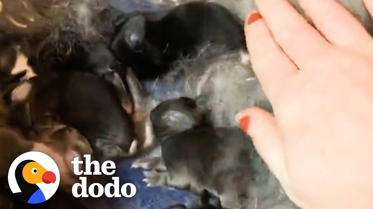 Woman Rescues 2 Bunnies And Ends Up With 10 | The Dodo Adopt Me!