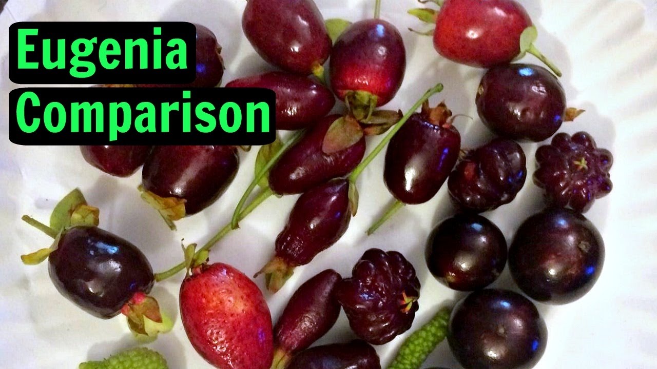 Eugenia comparison (Cherry of the Rio Grande, Savanah Cherry, Pitanga) Weird Fruit Explorer Ep 193