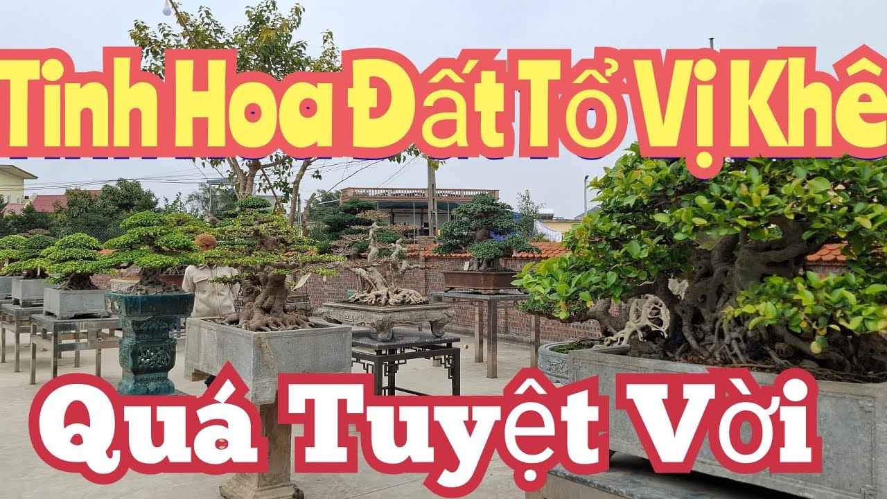ZBV-VK2:Những ngôi sao Bonsai cây cảnh tinh hoa hội tụ về miền đất tổ Vị Khê-Điền Xá Nam Trực NĐ