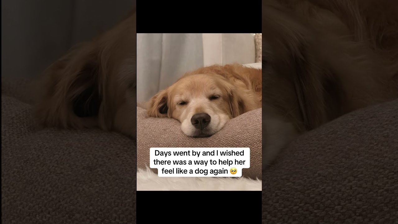 #dog #furparent #doglover