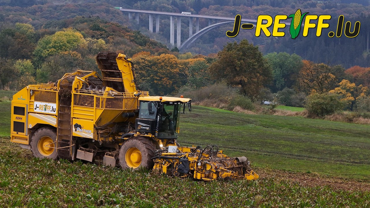 Rüben roden mit J-Reiff | Ropa Panther // 2x Massey Ferguson | Bitburger Land 2024