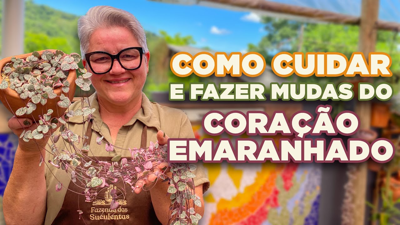 O SEGREDO para ter um VASO CHEIO da SUCULENTA PENDENTE CORAÇÃO EMARANHADO - Ceropegia Wood