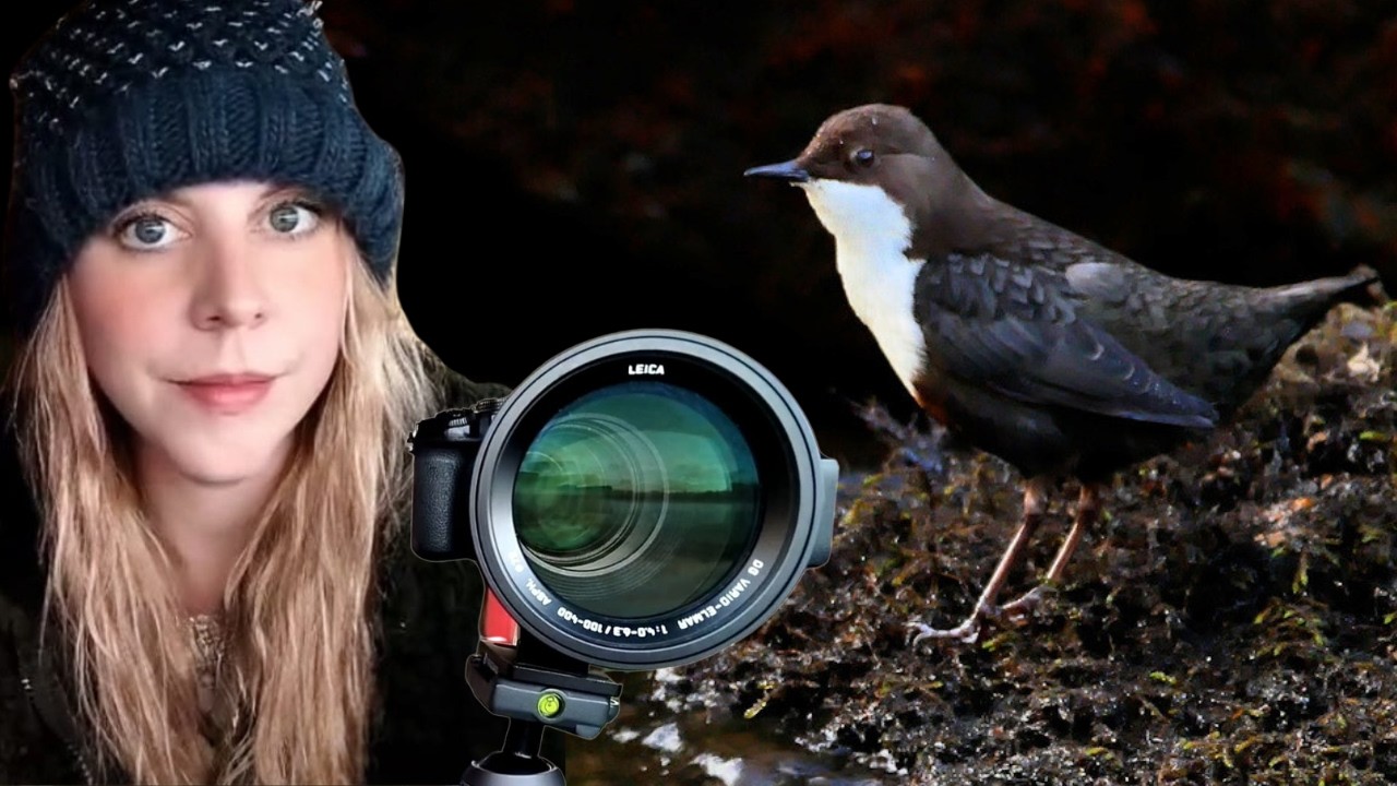 Searching for White-Throated Dippers