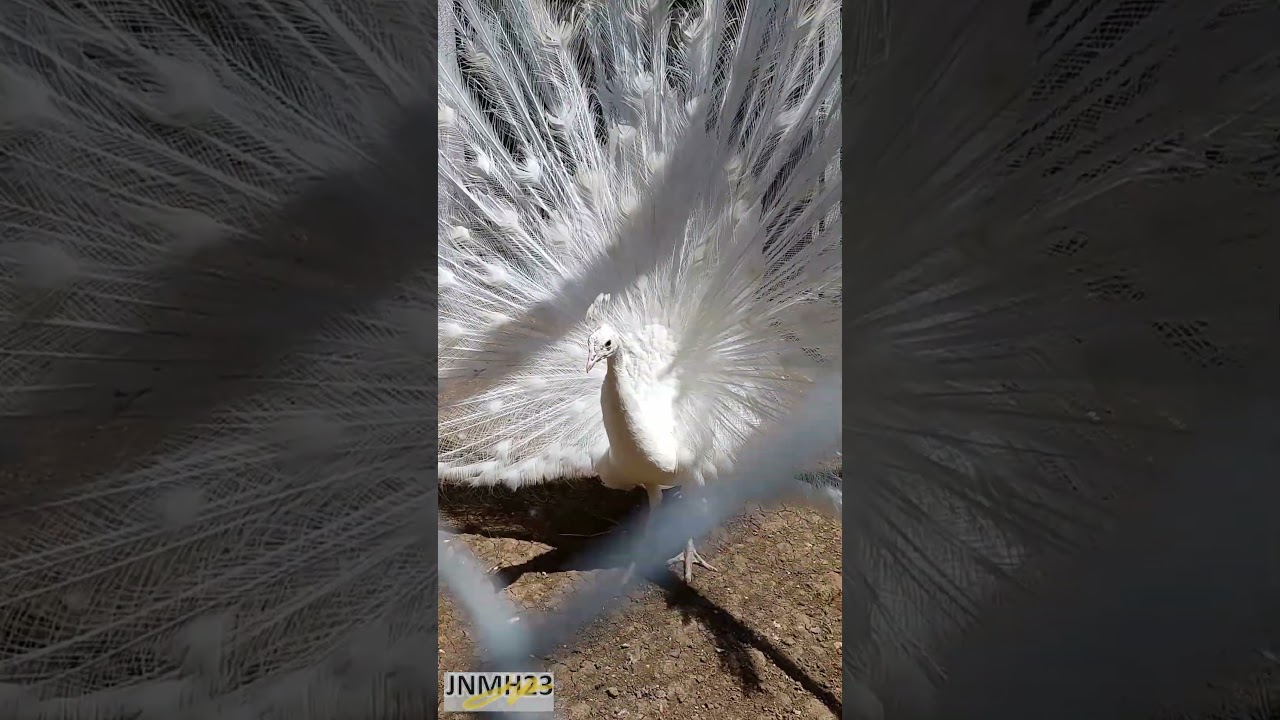 White PEACOCK Open Feathers 