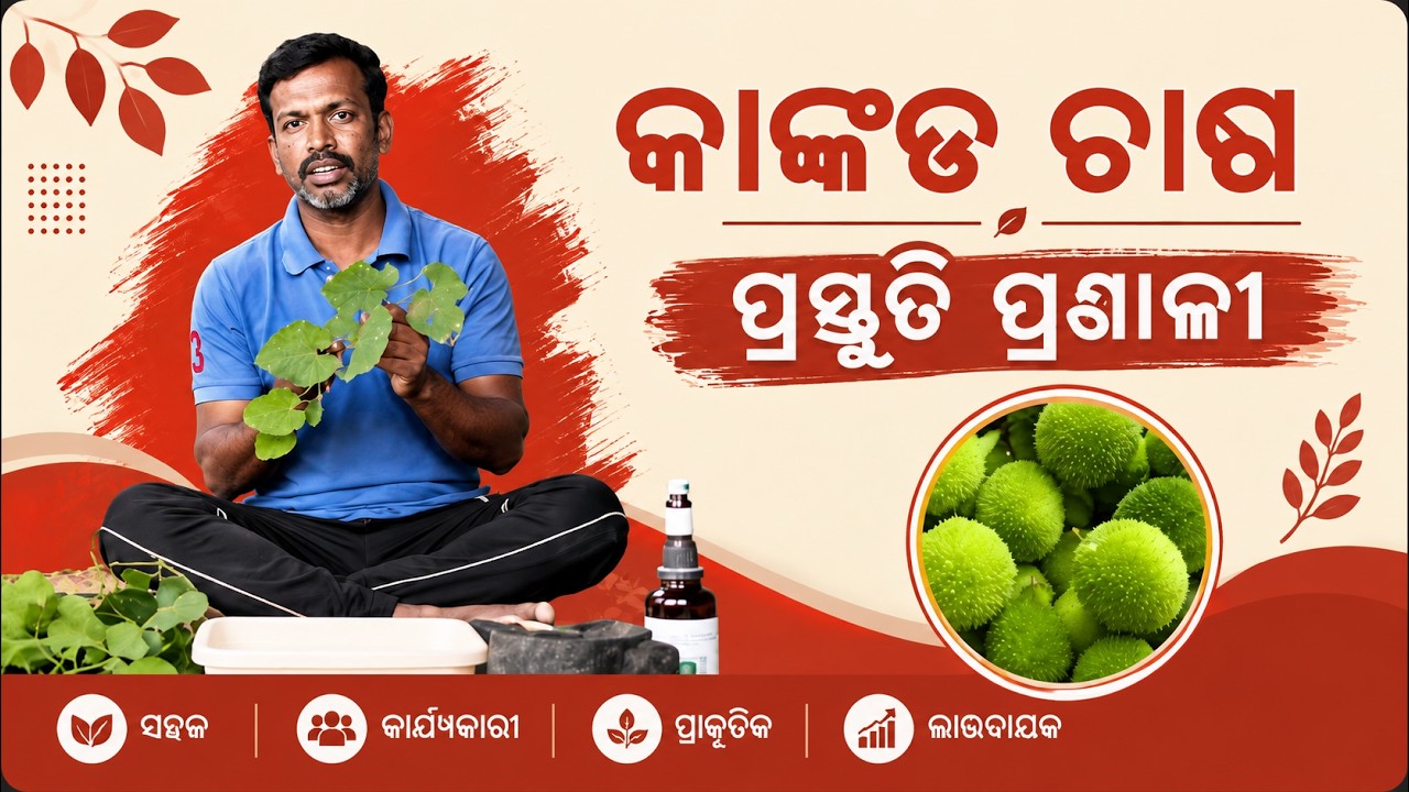 କାଙ୍କଡ ଚାରା ପ୍ରସ୍ତୁତି / Spine gourd seedling preparation