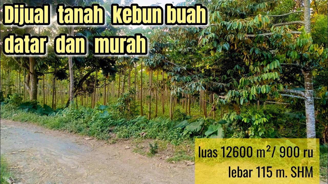 Dijual Tanah Kebun Buah Datar Dan Murah ( 082194791760 ) 