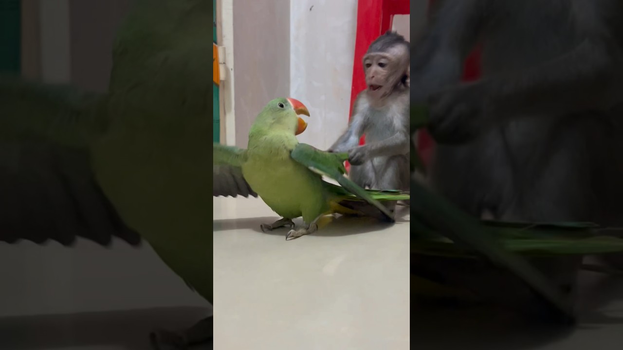 LIZA and parrot like to play #liza #love #monkeylove