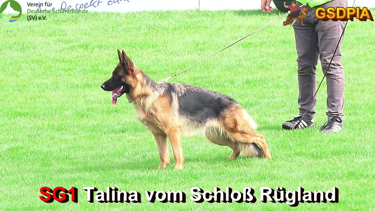 SV BSZS 2017 Ulm (JHKL Hündinnen)
