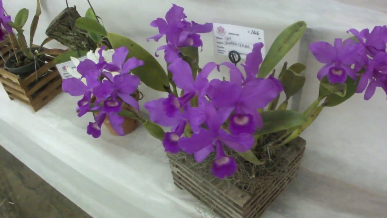 Visita a exposição de orquídeas de Americana - SP.