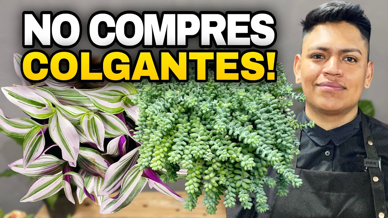 Cómo convertir cualquier planta en colgante | Tradescantia y Sedum paso a paso