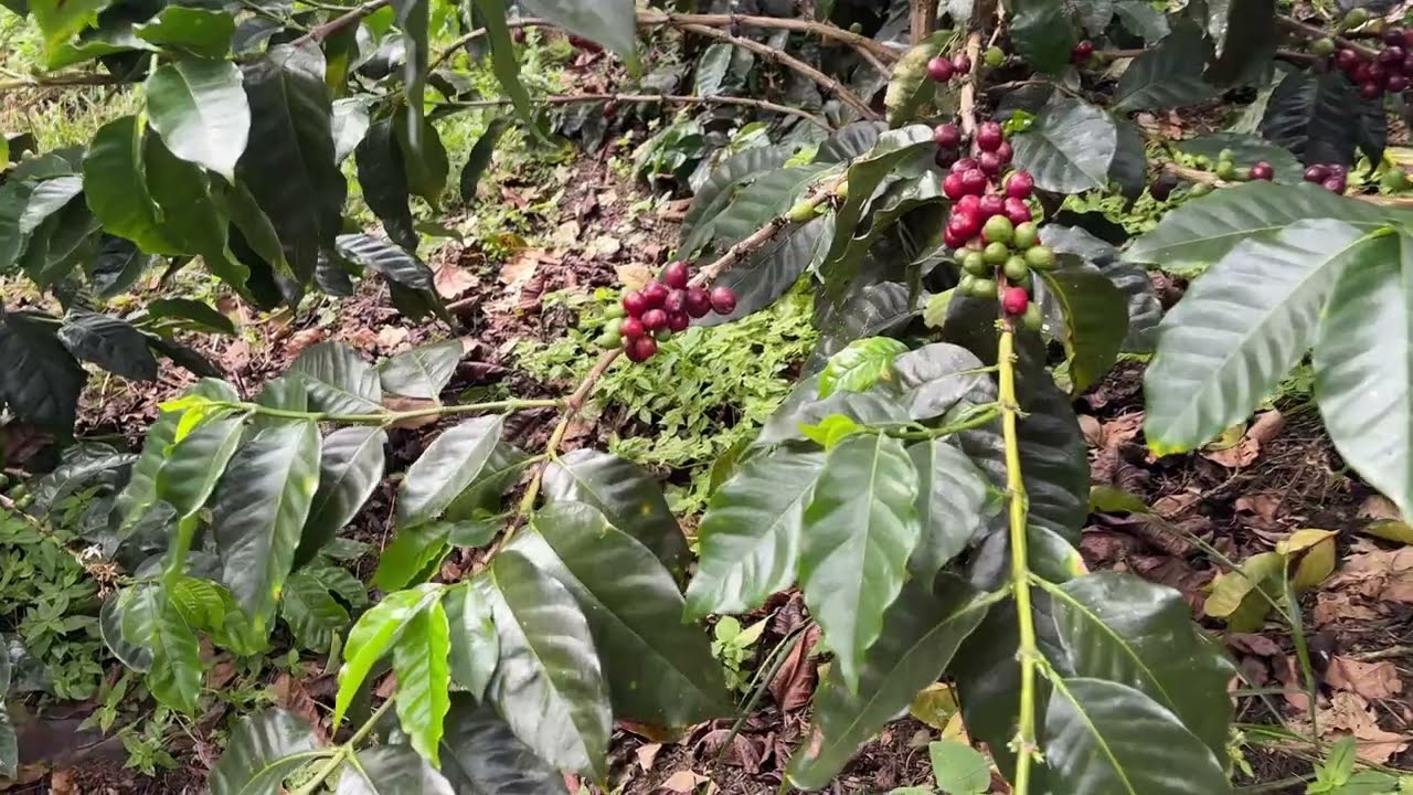 Tour Cafetero en Dabeiba | Finca Trinidad, el Café con Aroma de Paz 🌱☕ | Turismo Rural en Colombia