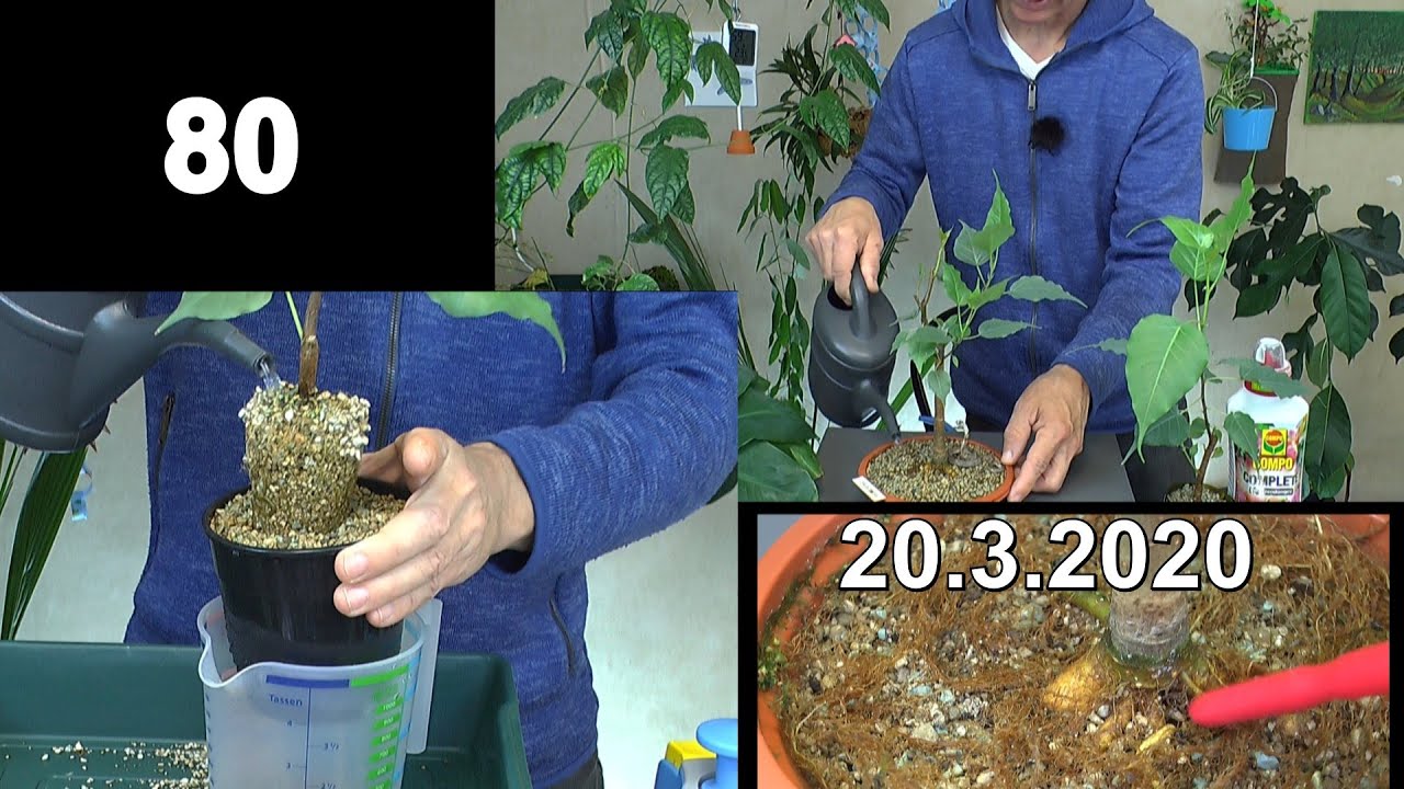 Zimmerpflanzen Spezial. Ficus Religiosa der Buddhabaum und die Möglichkeiten Vom Bonsai bis Baum im