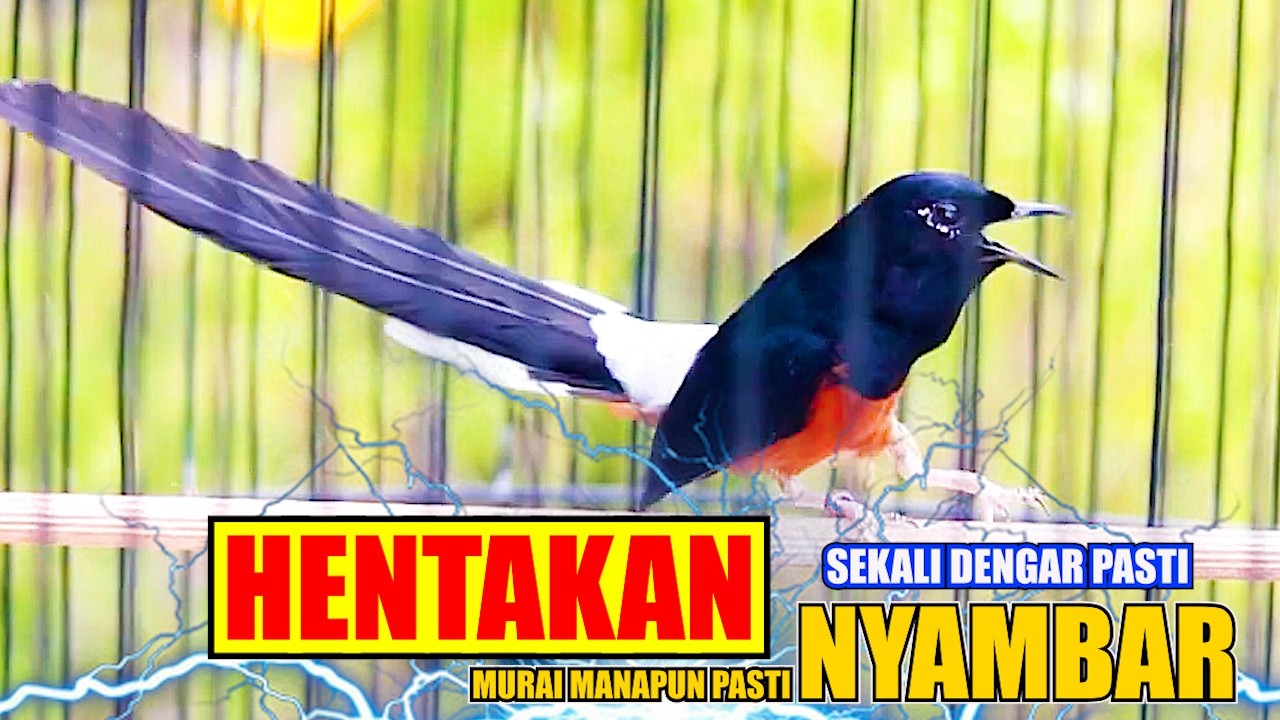 NGAK MUNGKIN DIAM DENGAR HENTAKAN TEMBAKANYA, MURAI APAPUN PASTI NYAMBAR