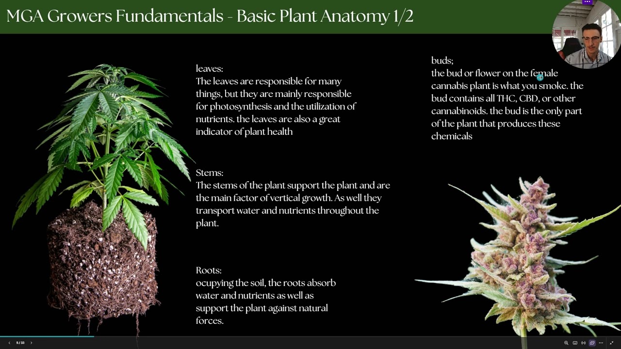 MGA: Fundamental cannabis plant anatomy!